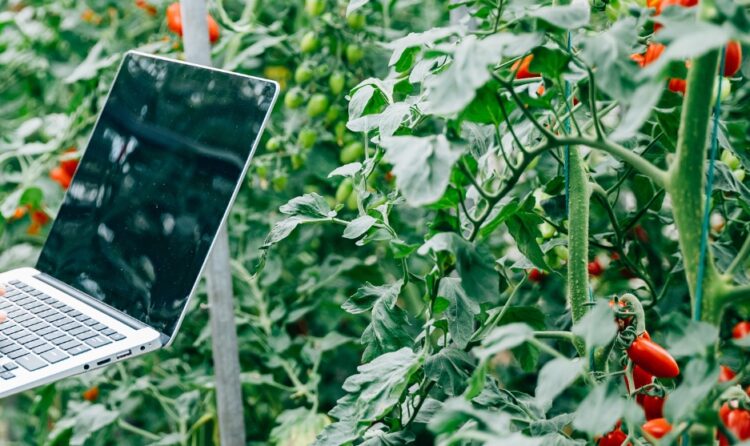IA che salva il cibo: come ridurre lo spreco alimentare con l'intelligenza Artificiale