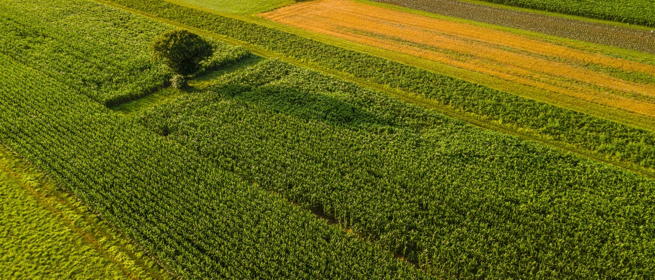 Biodiversità e agroalimentare: il segreto per un futuro più produttivo e sostenibile
