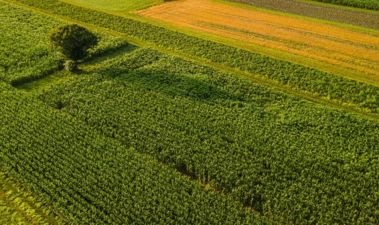 Biodiversità e agroalimentare il segreto per un futuro più produttivo e sostenibile