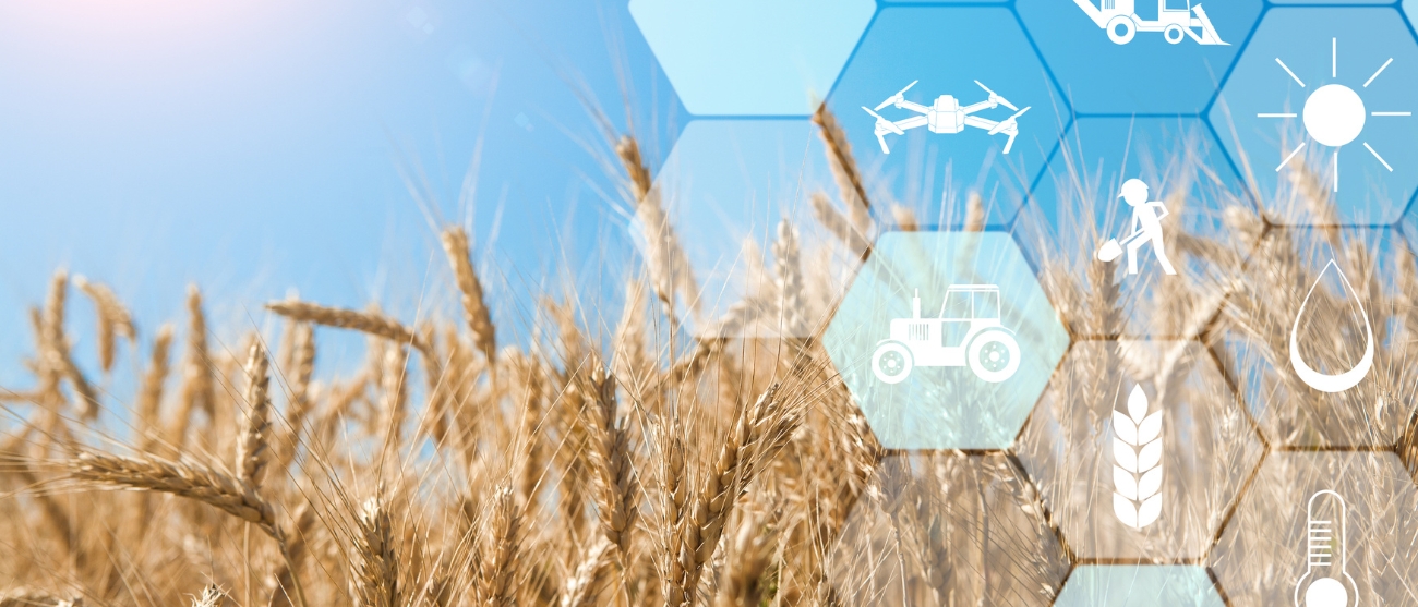 Cibo sano e sostenibile la potenza dell'agricoltura rigenerativa