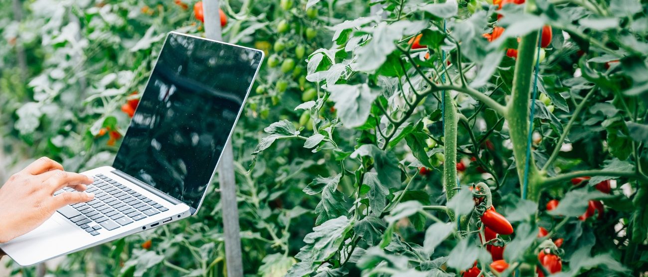 IA che salva il cibo: come ridurre lo spreco alimentare con l'intelligenza Artificiale